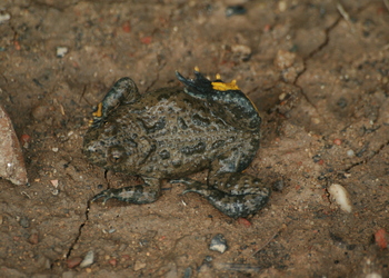 Gelbbauchunke (Bombina variegata) - © Emanuel Trummer